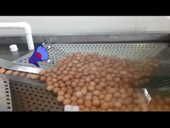 液体卵加工工場で卵を分解し,パステリ化