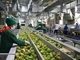 フルセットのマンゴー ジュース加工工場の小さな果物の生産ライン